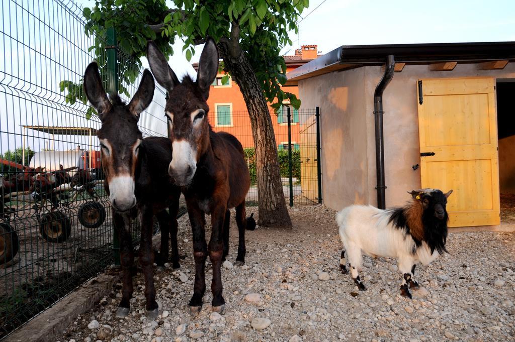 Agriturismo Al Barco Guest House Sommacampagna Exterior photo